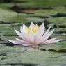 麗