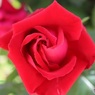 花弁の渦巻き