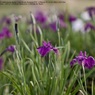 Iris☆