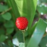 野イチゴ見つけた