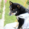 黒柴こまめ　こま犬風に