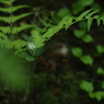 葉陰の背伸び