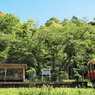 新緑の駅