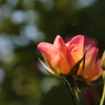 山手薔薇-03