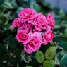 五月の薔薇