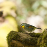 紅嘴相思鳥