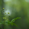 微光の森