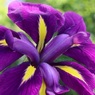 花菖蒲