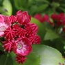 咲くにつれ色薄まる