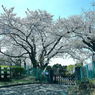 写真句：写真エッセイ：高校の桜１