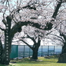 写真歌：高校の桜２