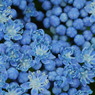 青の花園