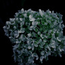A certain flower09