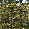 P5140257