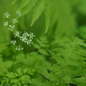 ちいさな花