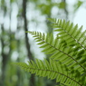 羊歯の森