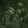 IMGP2453