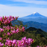 ツツジと富士山