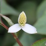 ドクダミ開花中
