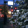 写真エッセイ：街の灯