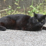 高滝駅の黒猫