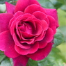 春の花(バラ2)