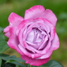 春の花(バラ2)