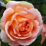 春の花(バラ3)