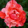 春の花(バラ4)