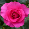 春の花(バラ4)