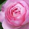 春の花(バラ5)
