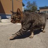 野良猫野良猫