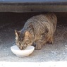 野良猫　水分補給中