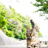 ほっこり兄さん