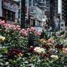 下町薔薇園
