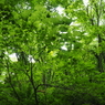 P5190082