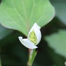 咲きかけの形が好き