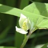 ドクダミ開花中