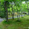 箱根美術館苔庭