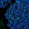 Hydrangea　＃12