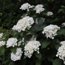 真っ白な紫陽花