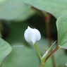開く直前
