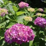 色づく紫陽花
