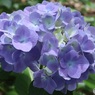 紫陽花
