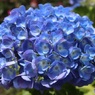 日向の紫陽花