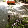 日本の歌…演歌…しか出てこない…