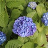 絵のような紫陽花