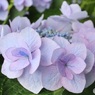豪華な紫陽花