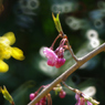 20100425庭の桜と連翹01
