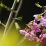 20100425庭の桜と連翹15